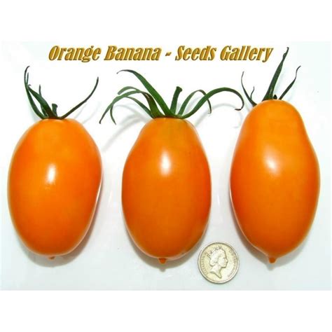 Orange Banana Tomato Seeds Price €185