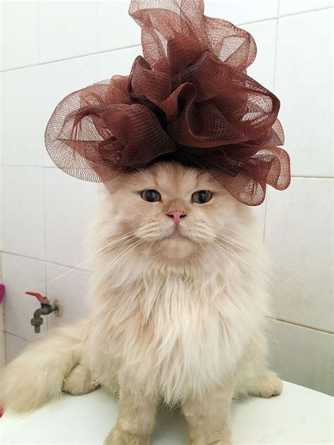 Exotic longhair cats (much like exotic shorthair and persian cats) have a low activity level and are extremely docile, but can be very playful and affectionate with their guardians. Submit! - Ask me Anything - Archive | Cat love, Cats