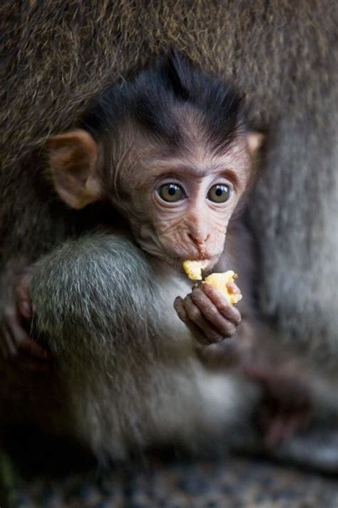 Bali is indonesia's largest and most popular tourist destination and continues to attract thousands of tourists each year with its highly developed art, culture and leisure scenes. Bali, Indonesia | Baby animals, Baby monkey, Animals