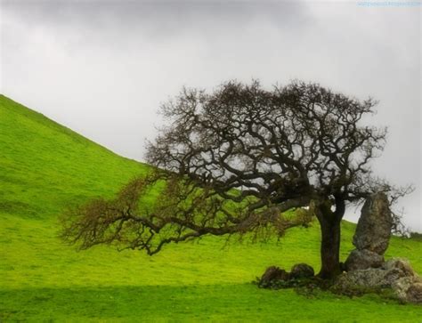 We're big on quality here at wallpaper online. Beautiful Trees Wallpapers 3