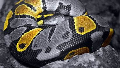 Snake Wallpapers Python Ball Cool Desktop Backgrounds