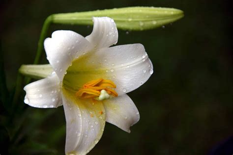 Are Easter Lilies Poisonous To Dogs The Dog People By