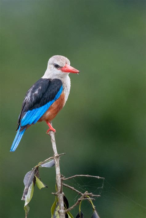 Gray Headed Kingfisher Queen Elizabeth Np Uganda Flickr