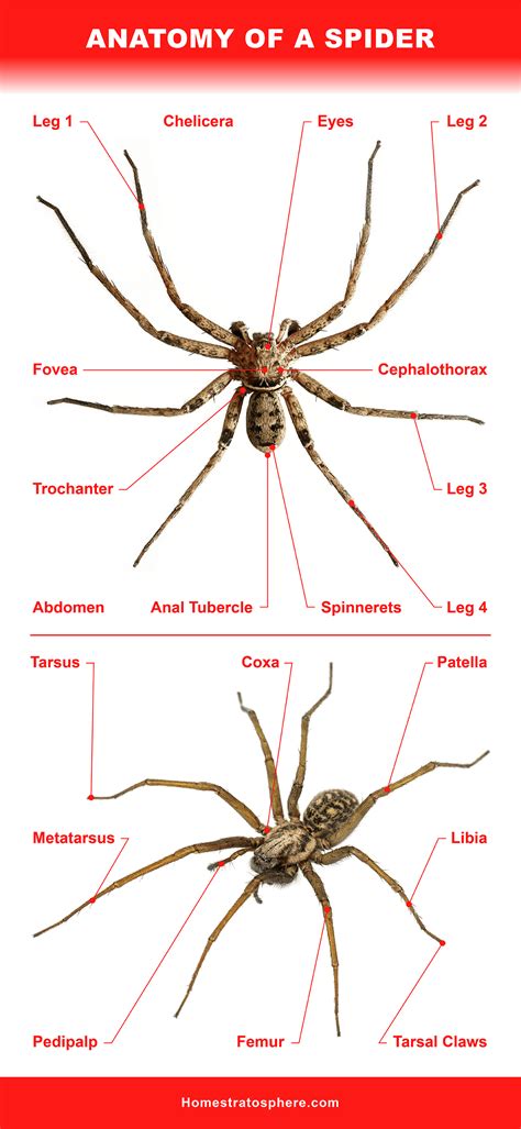 Parts Of A Spider And Its Labeled Diagram Gambaran