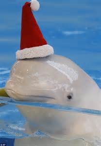 Beluga Whales Wear Santa Hats At The Hakkeijima Sea Paradise In Japan