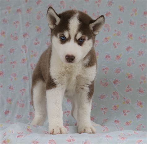 Siberian Husky For Sale Fredericksburg Oh Male Boomer Ac Puppies Llc