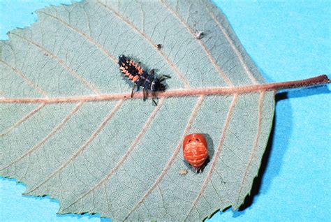 Multicolored Asian Ladybeetle Harmonia Axyridis North Central Ipm