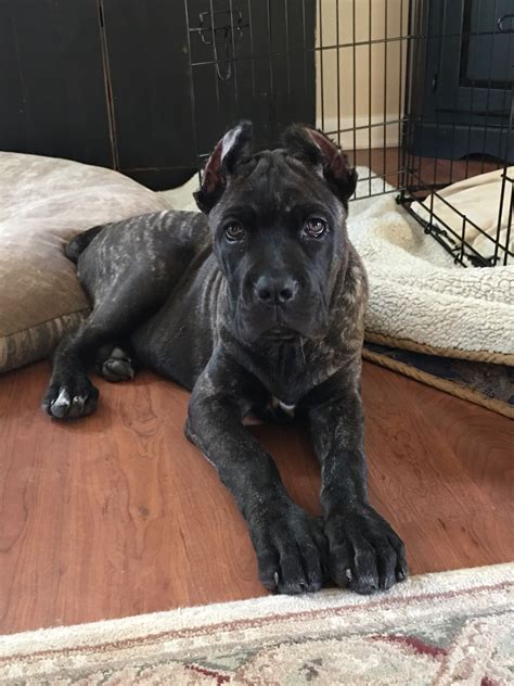 Placed Puppies - San Rocco Cane Corso Puppies For Sale