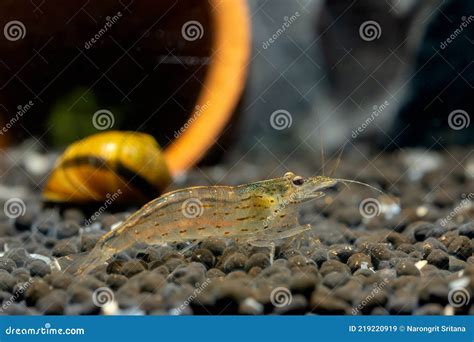 Yamato Dwarf Shrimp Bend Body And Stay On Green Leaf In Freshwater