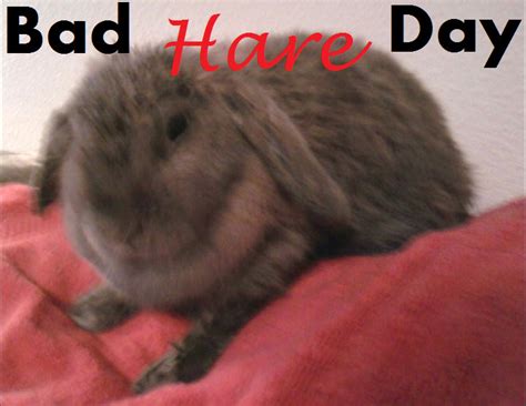 Bad Hare Day By Princess4851 On Deviantart