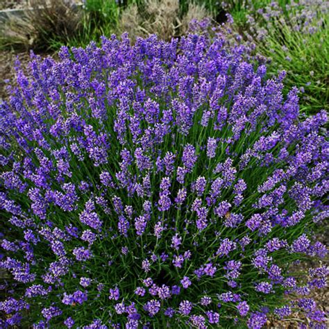 Lavender Hidcote Blue Plant Lavandula Angustifolia Ships Fall 2023