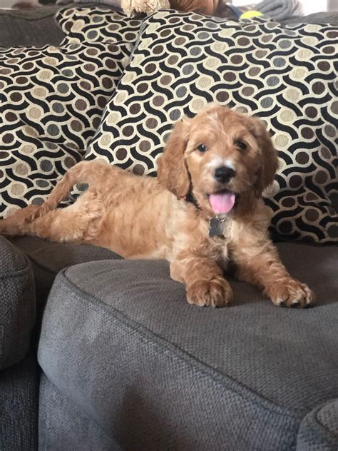 Hes Finally Home Reddit Meet Indy Pretty Goldendoodles Groodle Dogs