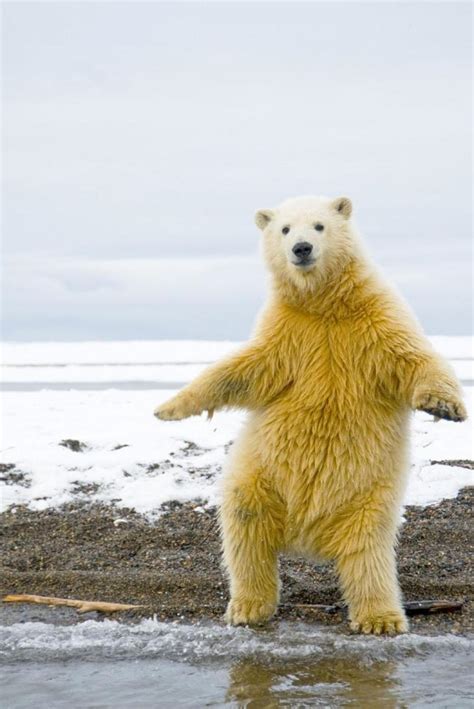 Psbattle Polar Bear Standing Upright With Outstretched Arms