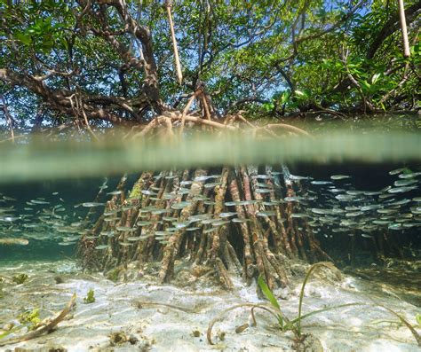 10 Beautifully Surreal Forests Fit for a Fairy Tale | Mangrove forest