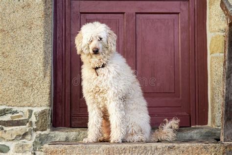 Big Dog In Front Of The Door Of The House Large Royal Poodle Stock