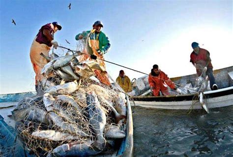 Pescadores Buscan Prácticas Sustentables En Sonora