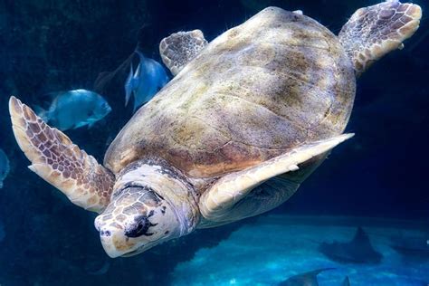 Dive Into The Virginia Aquarium And Marine Science Center Stayva
