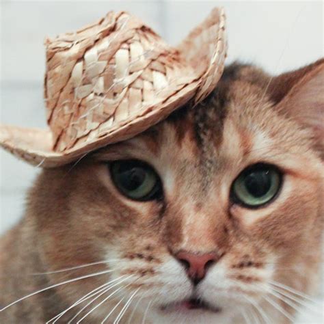 White Cowboy Cat Hat Dog Hat W Free Shipping Etsy