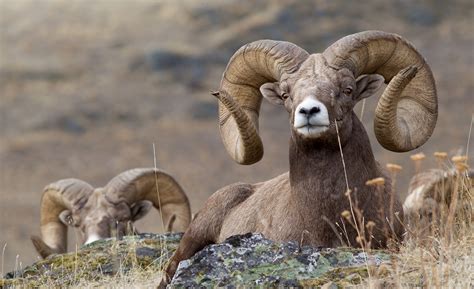 Montanas Bighorn Sheep Back From The Brink Big Sky Journal