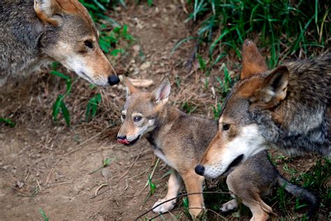 Government Wild Red Wolf Population Could Soon Be Wiped Out The