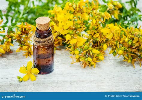 St. John`s Wort Medicinal. Homeopathy Stock Image - Image of decoction