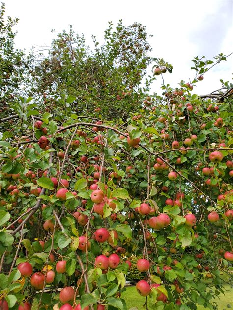 Applecrab Trees Are For Deer Blue Hill Wildlife Nursery