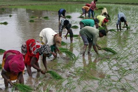 Pm kisan status check , pmkisan. PM Kisan Samman Nidhi installment: Another Rs 2000 coming ...