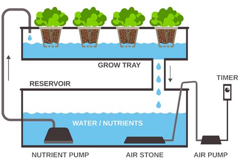 How Hydroponic System Work For Growing Plants It S Benefits