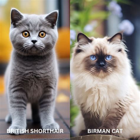 British Shorthair Cat Vs Birman Breed A Detailed Comparison For