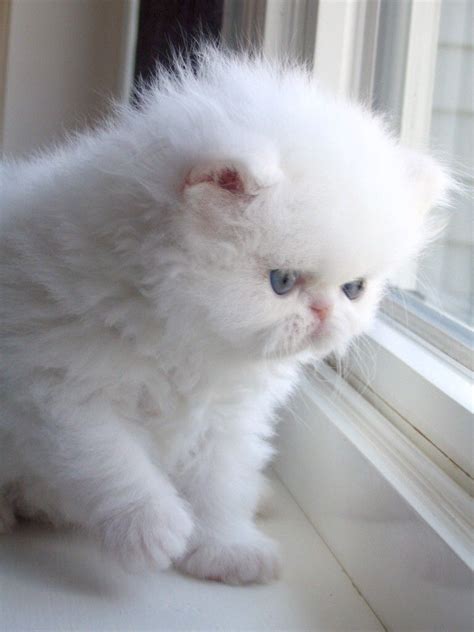 Reputable florida persian cat breeder offering doll face teacup kittens. white kitten - Google Images | White persian kittens ...