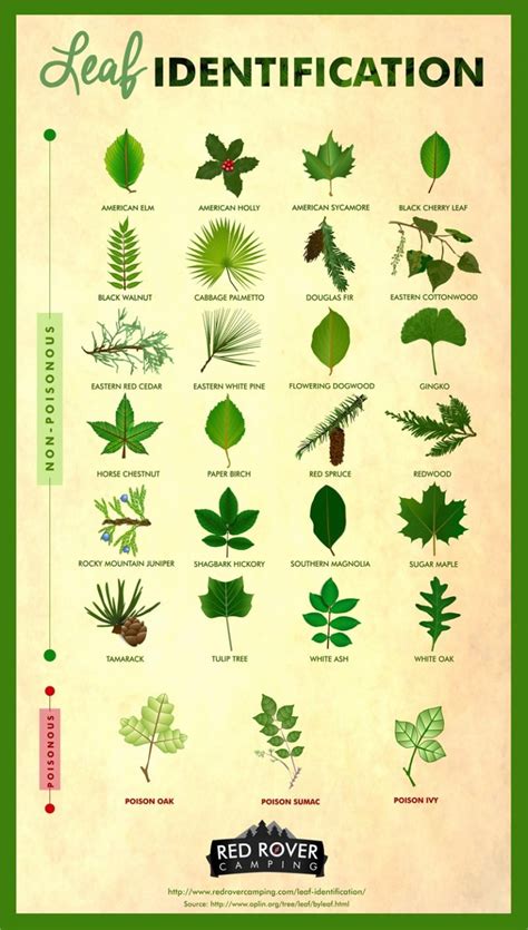 Leaf Identification Infographic Survival Stronghold