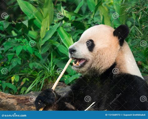 Adorable Hungry Giant Panda (Ailuropoda Melanoleuca) Eating Bamboo