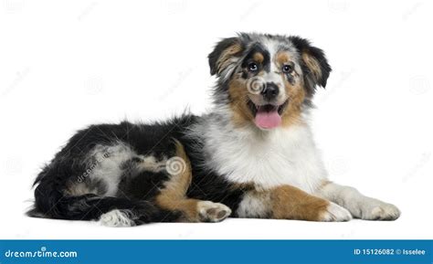 Australian Shepherd Dog 4 Months Old Stock Photo Image Of Copy