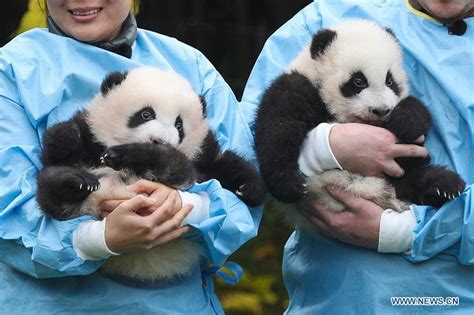 Twin Pandas Born In Belgium Win Panda Cub Of The Year Gold Award