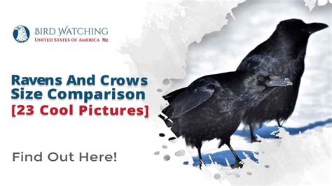 ravens and crows size comparison [23 cool pictures]