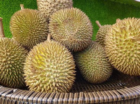 Get the dates and details on the 2019 malaysia durian season so you can plan the perfect durian trip. The durian season came early and now you can enjoy top ...