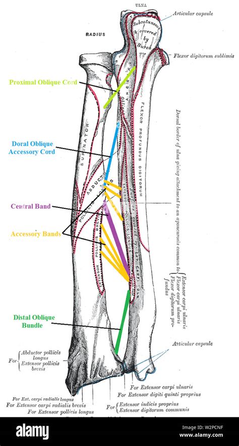 5 Ligaments Of Interosseous Membrane Of Forearm Stock Photo Alamy