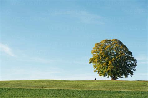 Bright Countryside Landscape With Lonely Large Blooming Tree Growing In