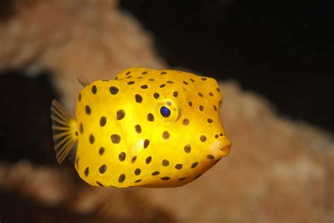 The 11 Weirdest Fish