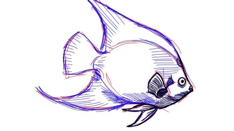 How To Draw An Angel Fish Youtube