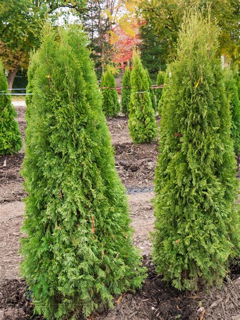 If you need to plant 4′ from a fence, plant emerald green arborvitaes, even though they are slower growing. Emerald Green Arborvitae - Bold Outdoors | Chemical ...