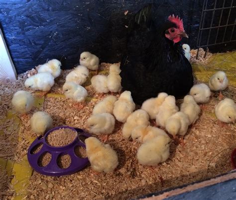 How I Convince A Broody Hen To Adopt Hatchery Chicks · Hawk Hill