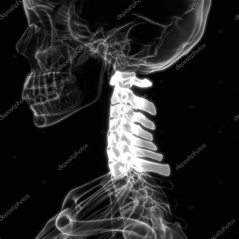 Anatomía Medular Vértebras Cervicales 3d Ilustración 2023