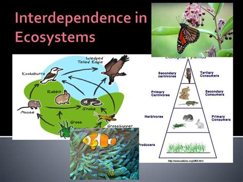 Ppt Interdependence In Ecosystems Powerpoint Presentation Free