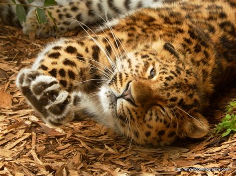 Lets Draw Endangered Species Amur Leopard