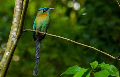 Top 10 Most Beautiful Birds Of Costa Rica Manuel Antonio National