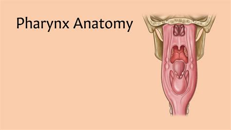 Pharynx Anatomy Anatomystuff Youtube