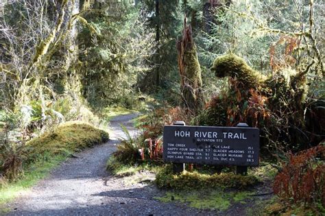 Hoh River Trail To Happy Four Shelter Olympic National Park Went Hiking