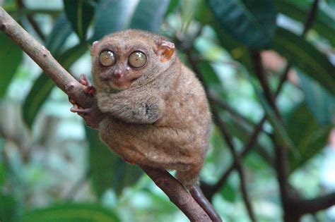 Keragaman flora fauna tipe asiatis australis dan peralihan. persebaran flora fauna di dunia dan indonesia