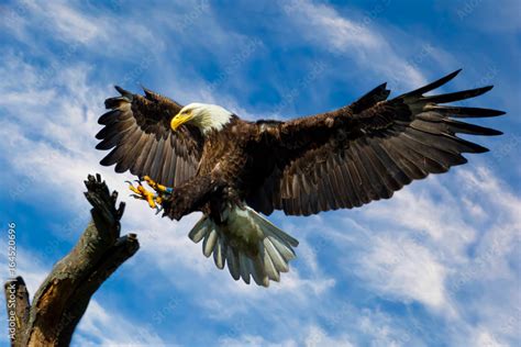 Bald Eagle Wings Spread Stock Photo Adobe Stock